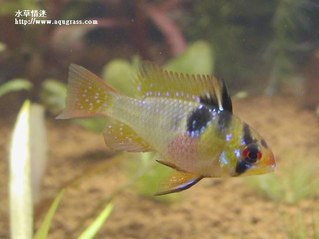 荷蘭鳳凰母魚