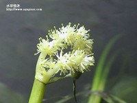 大捲浪的花