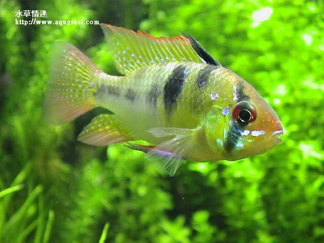 荷蘭鳳凰