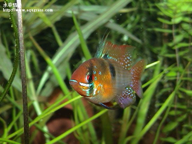 德系荷蘭鳳凰紅色型公魚