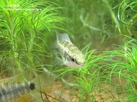 皇冠棋盤母魚