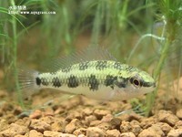 皇冠棋盤母魚