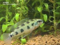 皇冠棋盤公魚