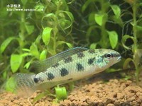 皇冠棋盤公魚