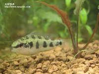 皇冠棋盤母魚