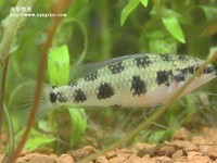 皇冠棋盤母魚