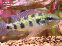 皇冠棋盤公魚
