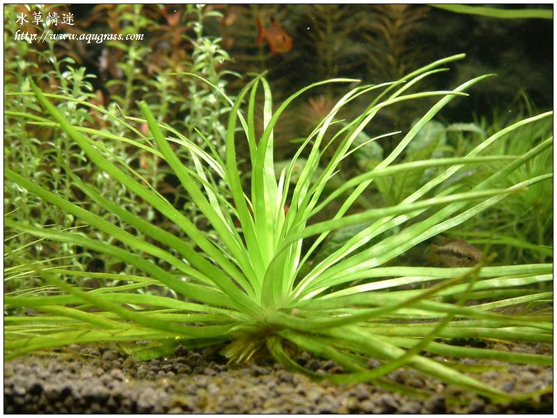 南美寬葉大菊精