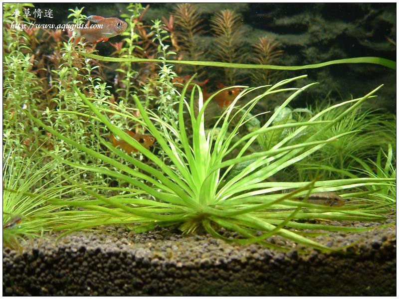 南美寬葉大菊精